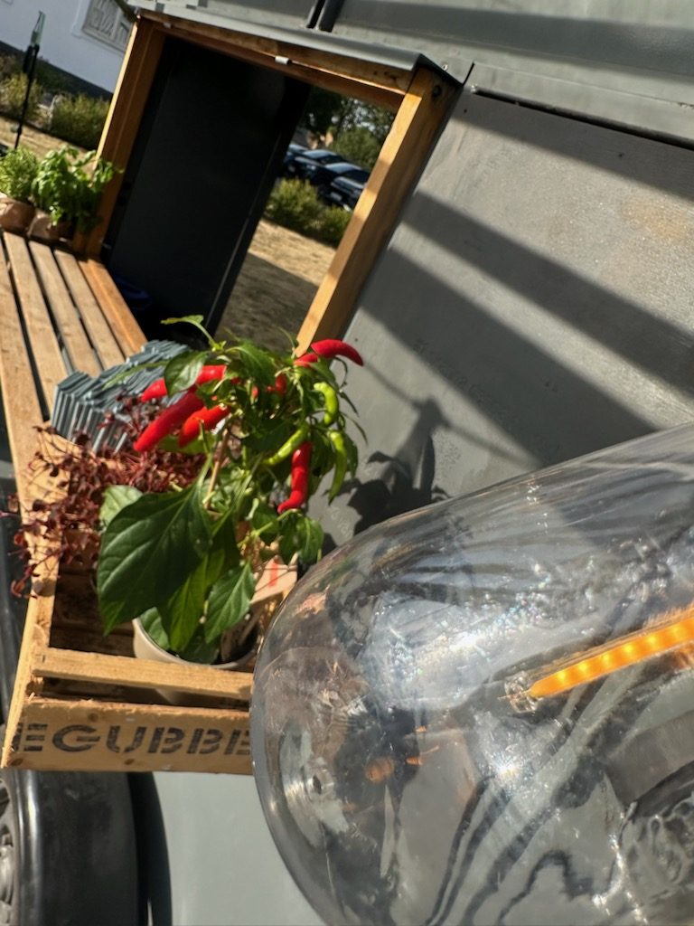 Chiliplanta på disken vid luckan