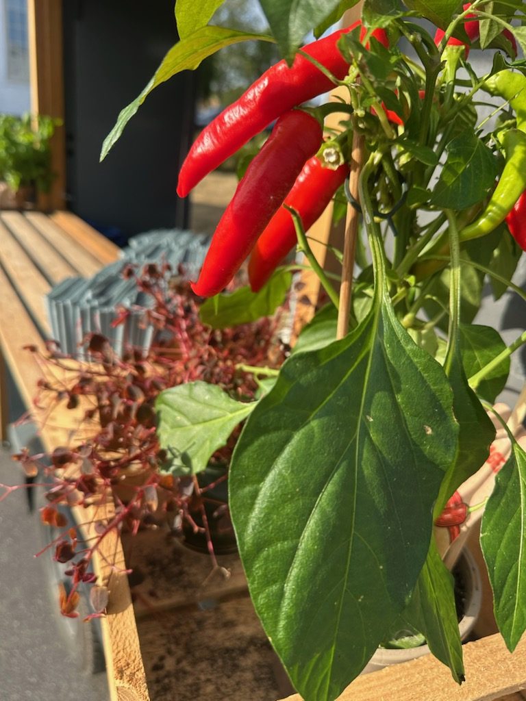 Röd chili på plantan vid disken